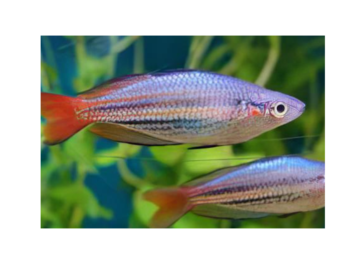 Thumbnail: Western Australian Rainbow 2-3"