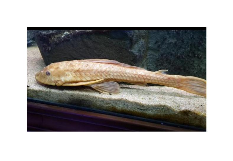Chocolate Common Pleco 8"-10"