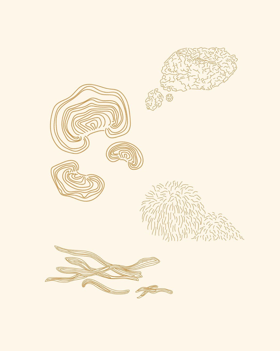 functional-mushroom-illustrations