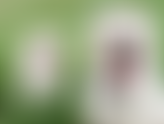 Suzie & Biscuit | Greensboro Pet Photography