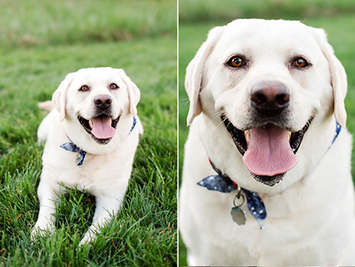 Suzie & Biscuit | Greensboro Pet Photography