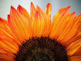 The Wonder of Being Thankful"