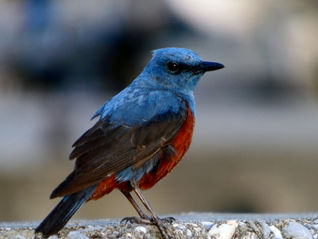 宇宙からのメッセンジャー