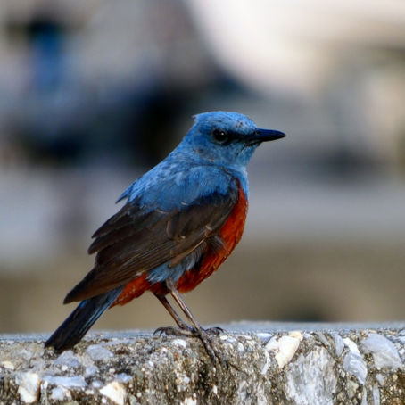 宇宙からのメッセンジャー