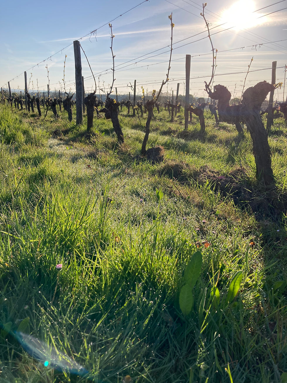 le temps file trop vite ... les vendanges déjà passées !