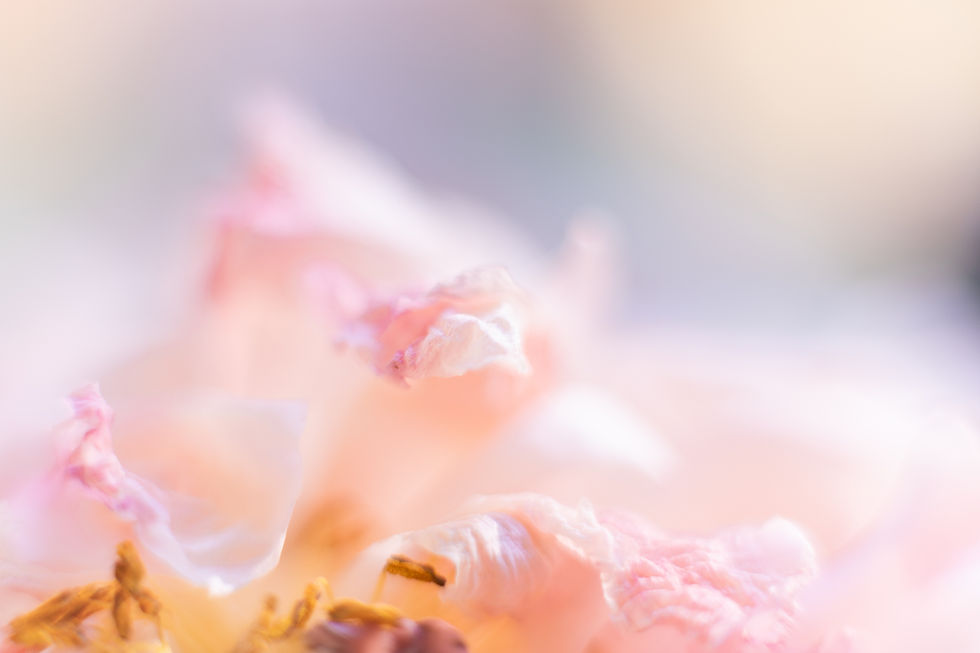 31.03.2023_eloise_fleurs-198.jpg