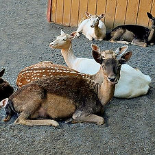 fallow deer color (1).jpg