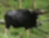Gayal