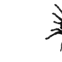 Halloween Spider Sticker.gif