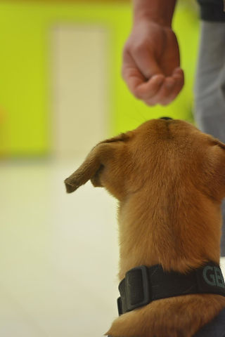 pup29.JPG
