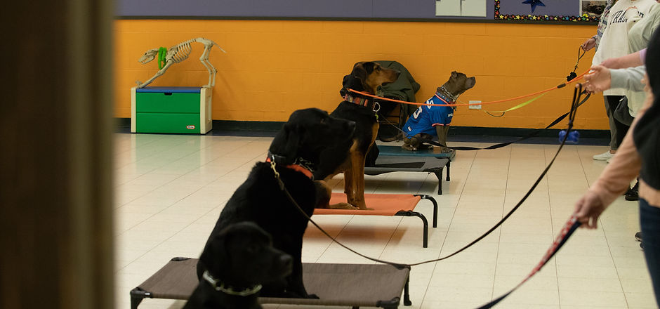 Dogs-95.jpg