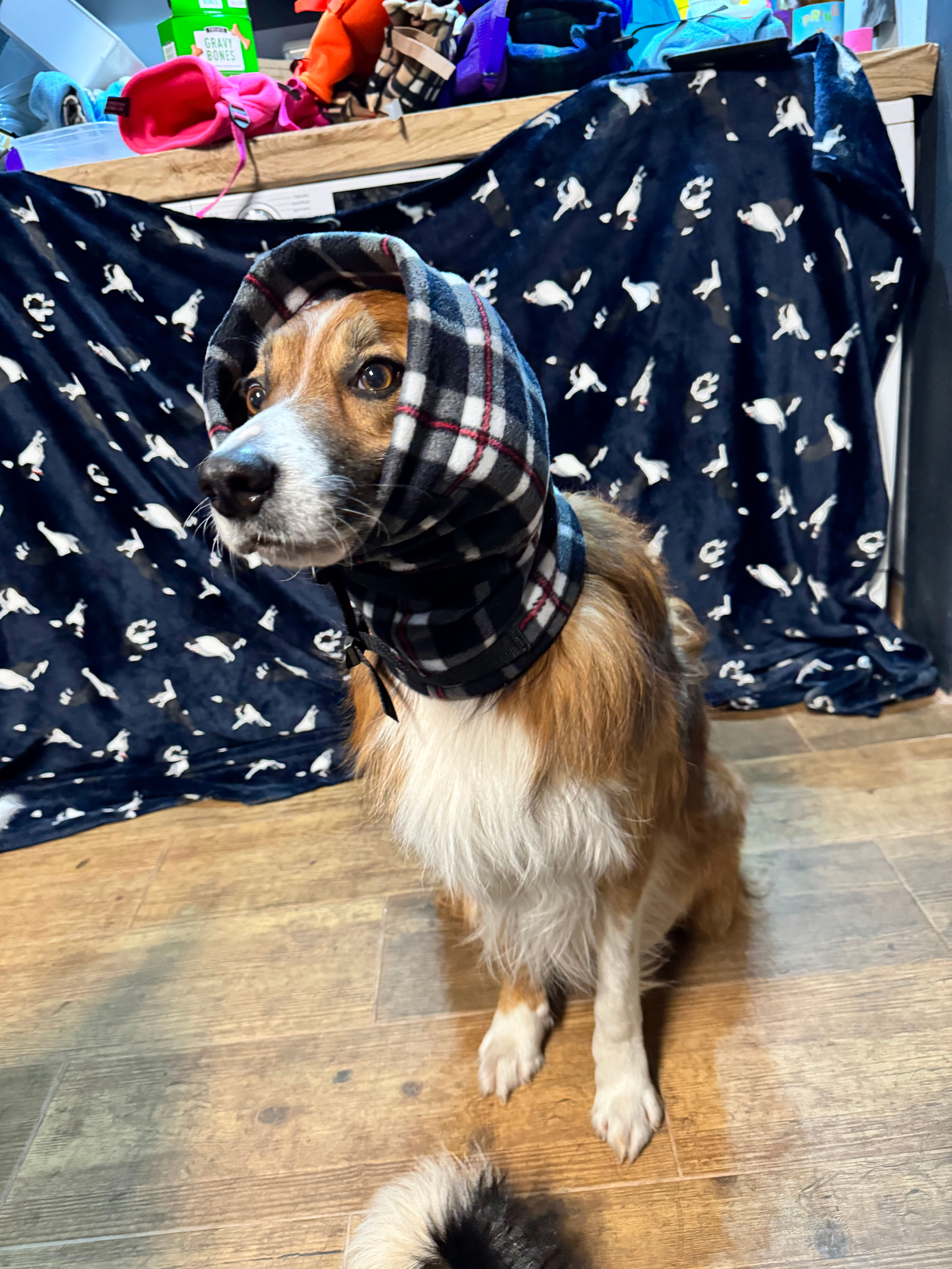 Black Tartan Antipanic Snood for dogs