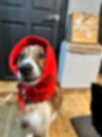 Red Antipanic Snood for dogs