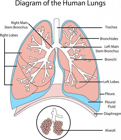 Diagram of human lungs with labeled parts: trachea, bronchi, bronchioles, lobes, pleura, alveoli. Pink and blue color scheme.