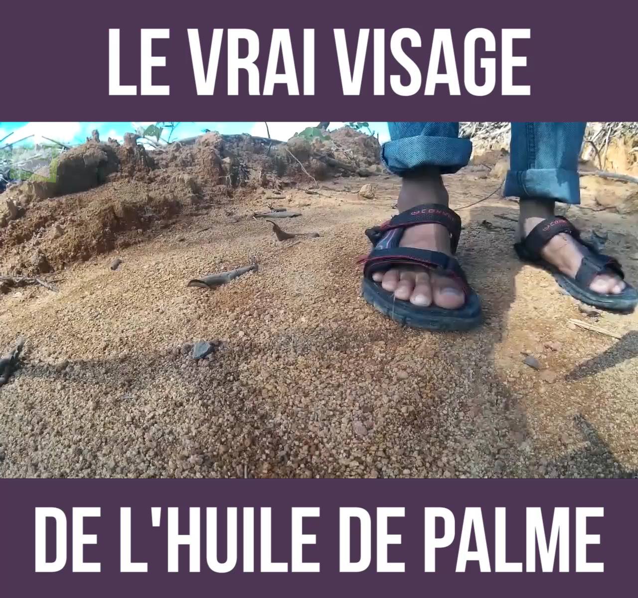 La déforestation vue du ciel