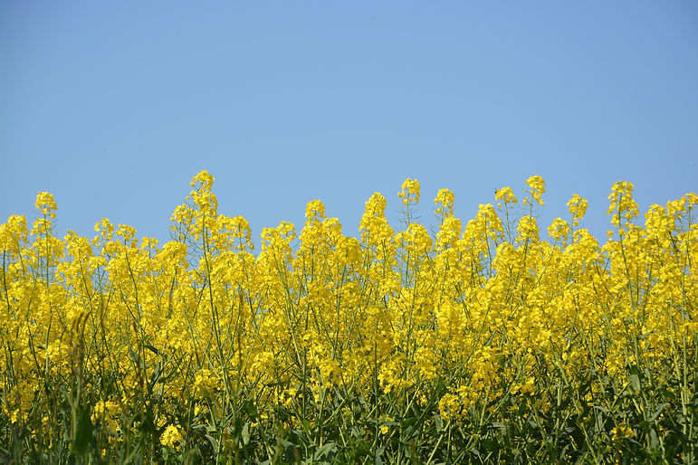 Rapeseed field