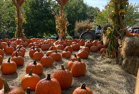 Pure Produce NYC delivers fresh, organic vegetables directly from local farms.