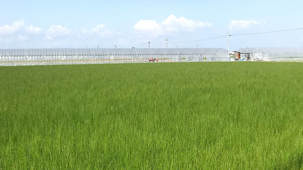 青々としたイ草の水田。畳の材料となる植物です。