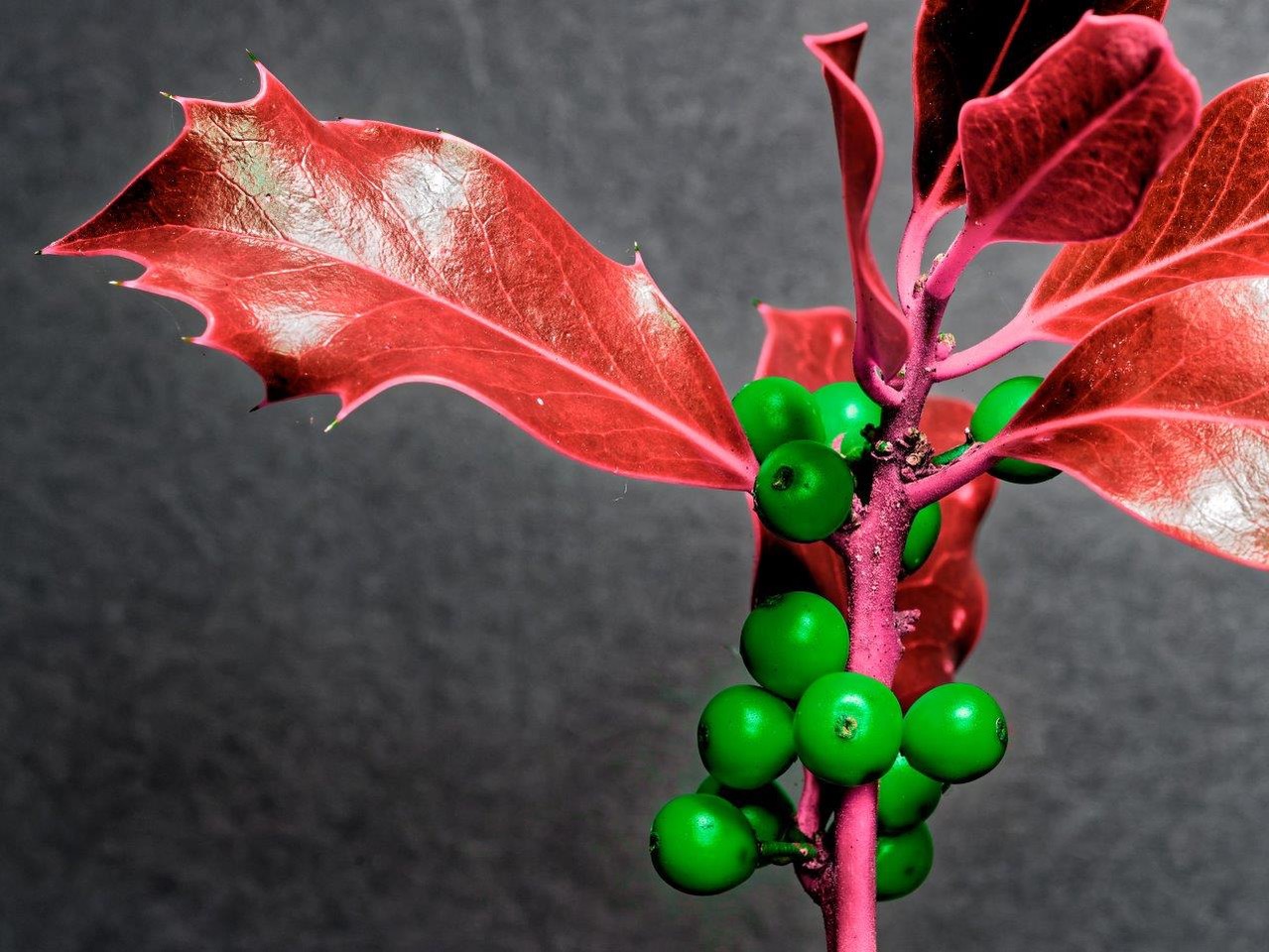 2020 Not a Normal Christmas_Steve Mecrow