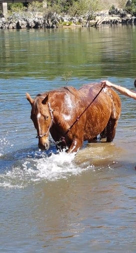 Equine Therapy Cairns Big Red playing in the river during individual session in Kuranda