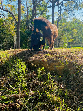 Equine Therapy Cairns Ra Ra and person sitting on the hill during individual counselling session