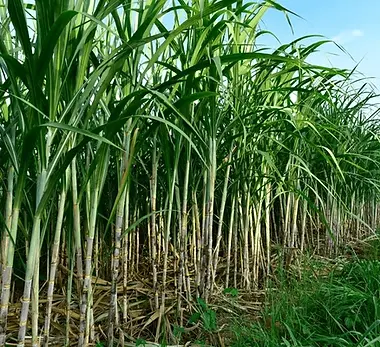 sugarcane-field-full-grown-crop-600nw-2191190429.webp