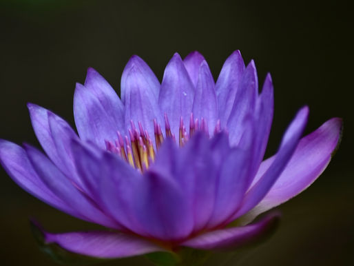 That Purple Lily