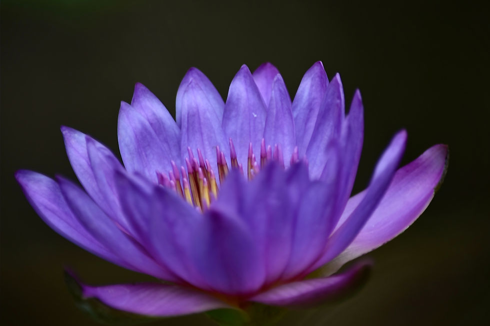 That Purple Lily