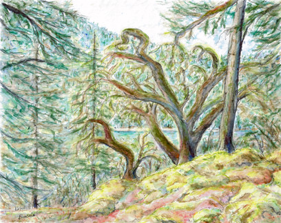 'The Old Soldier's Wood' (Mount Maxwell, Salt Spring Island)