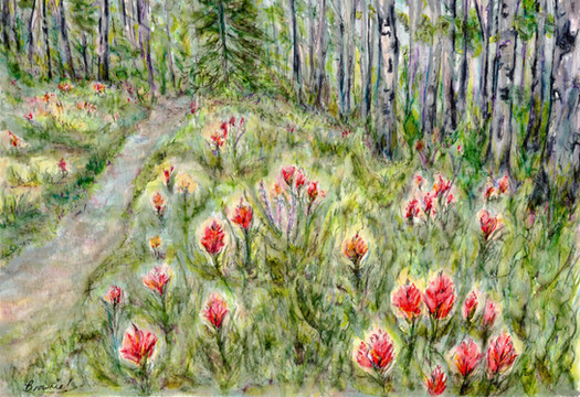 Indian Paintbrush in the Forest
