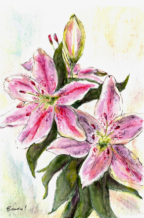 Jane's Lily