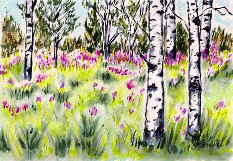 Fireweed and Aspen