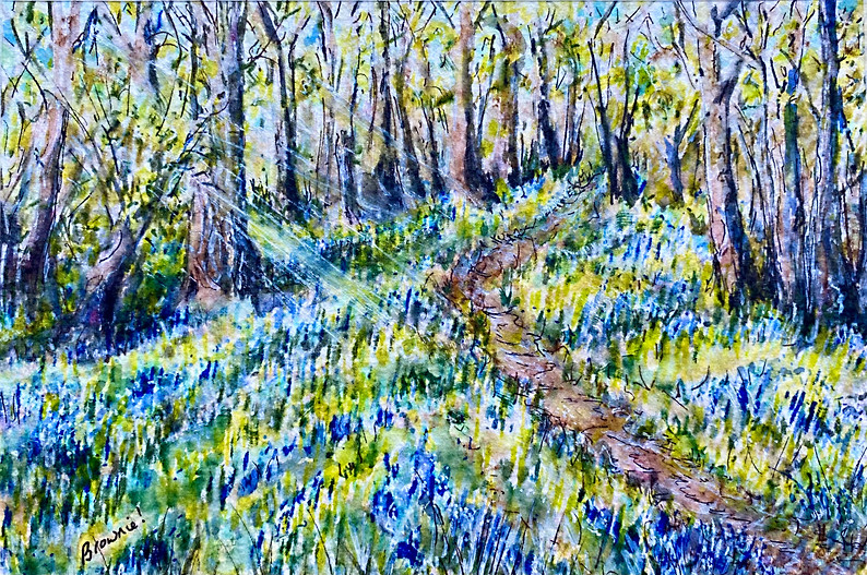 Forest Bluebells