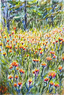 In the Meadow