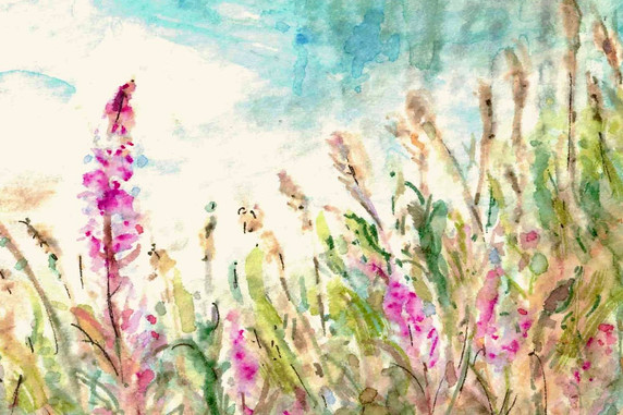 Fireweed by the Lake