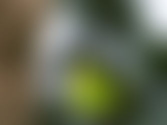 Quick & Dirty Macro: Stunning Close-Ups Without a Macro Lens