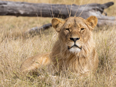 Wildlife Photography 101: The Basics (and Cornerstones) for Creating Your Best Wildlife Photos