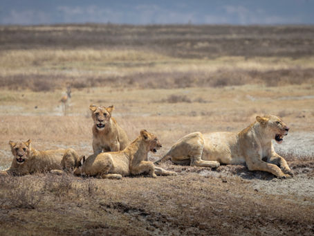 The Best Lenses for Wildlife Photography Safaris (And What I Actually Pack)