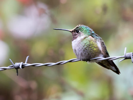 The 5 Ss of Conservation Photography: Study, See, Storytell, Support, and Share