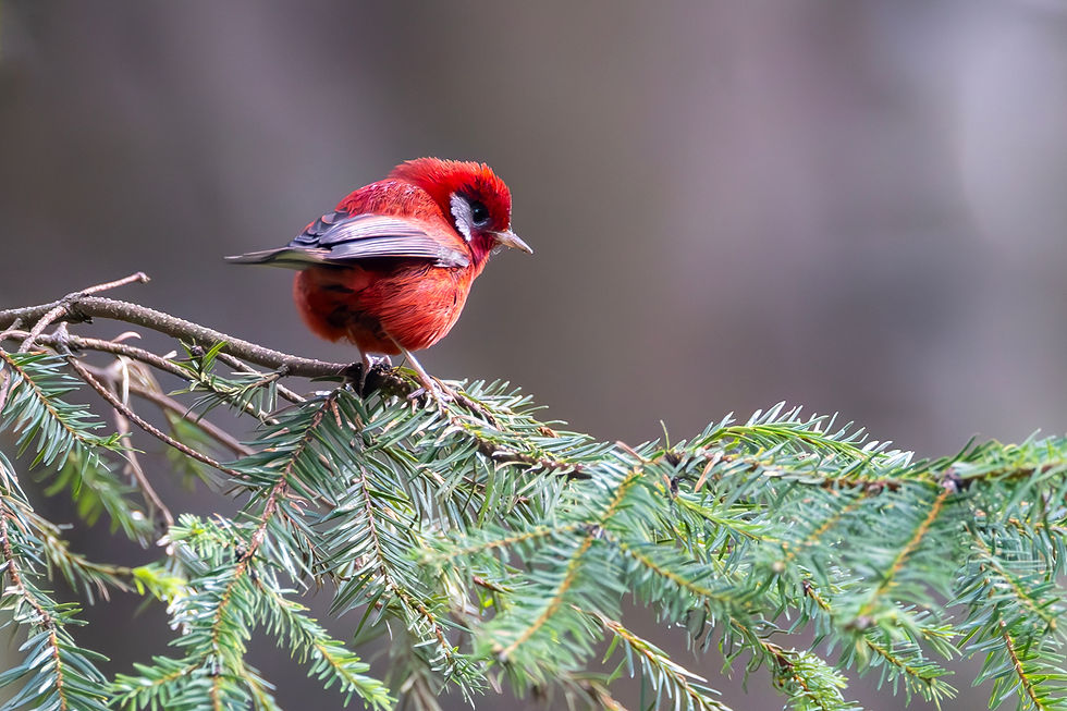 Your Wildlife Photos Aren't Just About the Animal