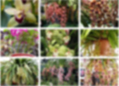 orchids1.jpeg