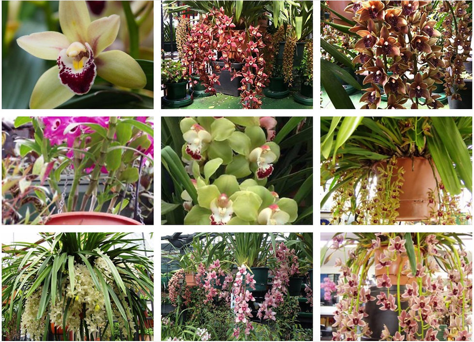 orchids1.jpeg