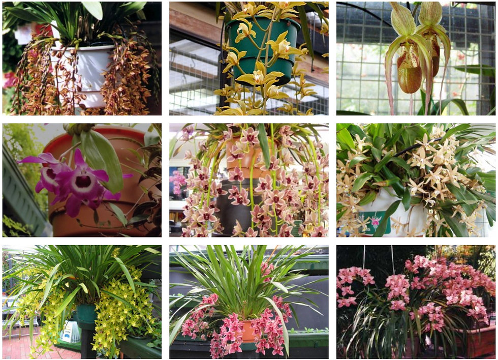 orchid2.jpeg