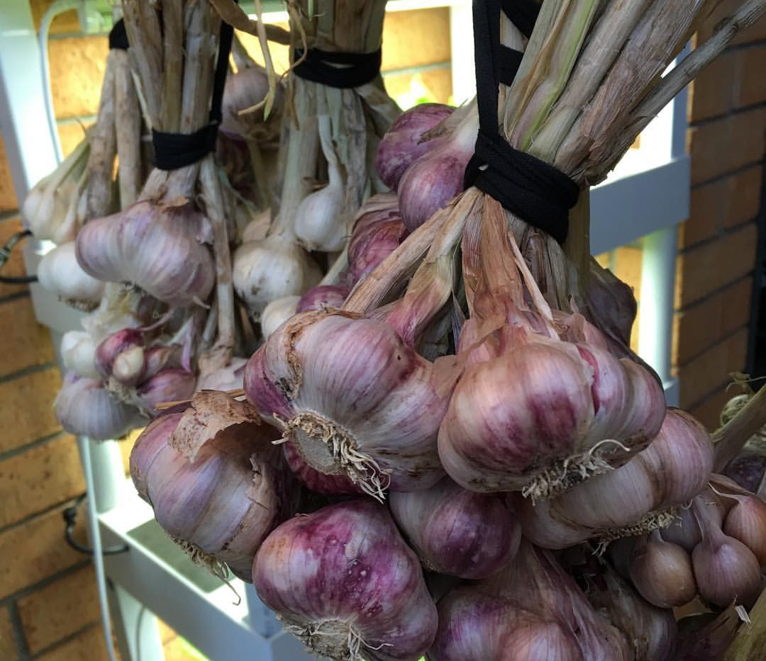 15069024_1268785879849840_11894597538854