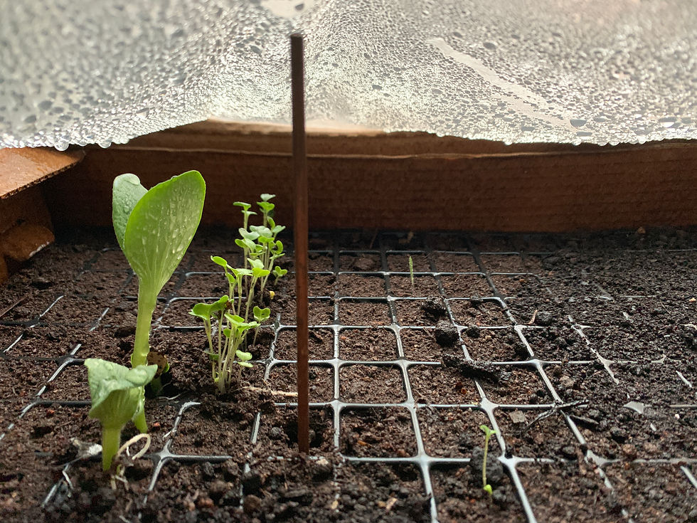 Miniatura: Como fazer uma horta - guia prático