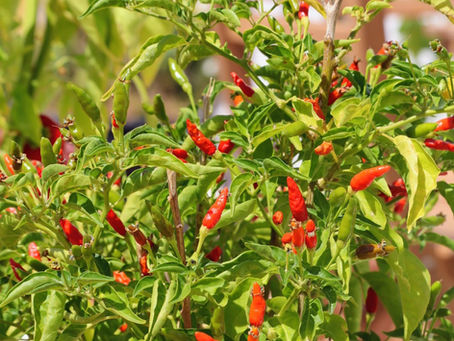 Piri-Piri — Hot & Tasty