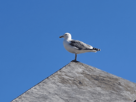 Rupert the Seagull