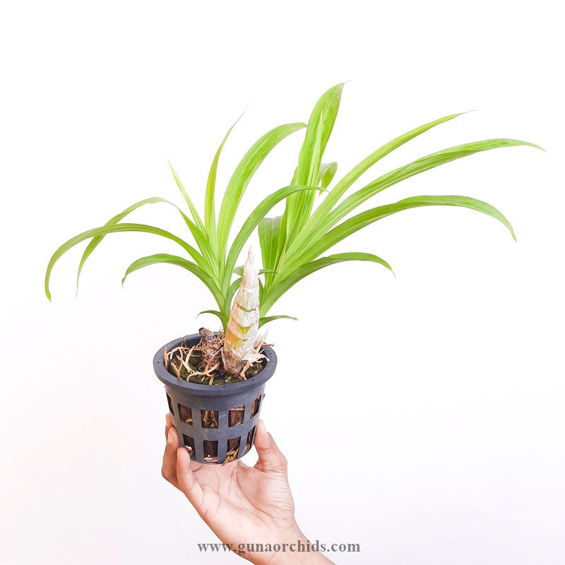buy cycnodes jumbo micky orchid plant online