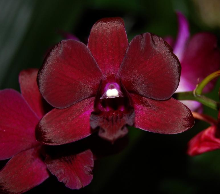 How to Grow Dendrobium Orchid Care