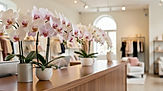 Bring home vibrant orchids in Vellore with Guna Orchids. We ship live, well-rooted orchid plants across Vellore and all of Tamil Nadu, carefully packed to arrive fresh. Given Vellore's warm, humid coastal and inland conditions, our team recommends varieties that thrive with bright indirect light and steady humidity.